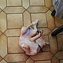 animal, belly, blanket, brown, collar, cute, dog, domestic, floor, furniture_leg, home, indoor, lying_down, paws, pet, playing, relaxed, resting, tile, white