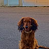 animal, asphalt, brown_fur, building, calm, collar, cute, dog, door, ears, front_view, long_hair, outdoor, pet, quiet, shadow, sitting, still, sunlight, twig