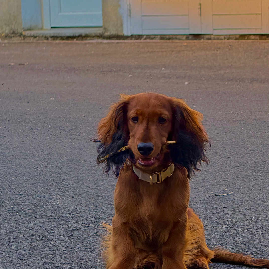 Gus