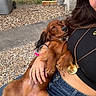 Gus a rejoint le concours — aidez-le/la à gagner de superbes lots ! black_top, bracelet, brown_dog, casual_clothing, dachshund, dog, fence, garden, gravel, hand, happy, jeans, jewelry, necklace, outdoor, person, pet, relaxed, smile, stone