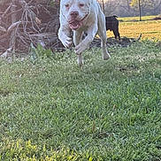 Kodak is registered to the contest to win money with this photo: dog, white_dog, running, jumping, grass, yard, outdoor, sunlight, fence, tree, branches, pet, animal, playful, happy, canine, nature, summer, motion, field