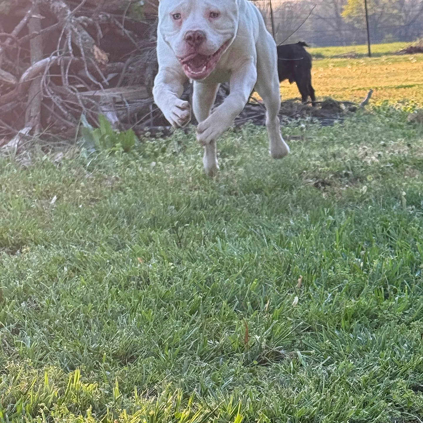 Kodak is registered to the contest to win money with this photo: animal, branches, canine, dog, fence, field, grass, happy, jumping, motion, nature, outdoor, pet, playful, running, summer, sunlight, tree, white_dog, yard
