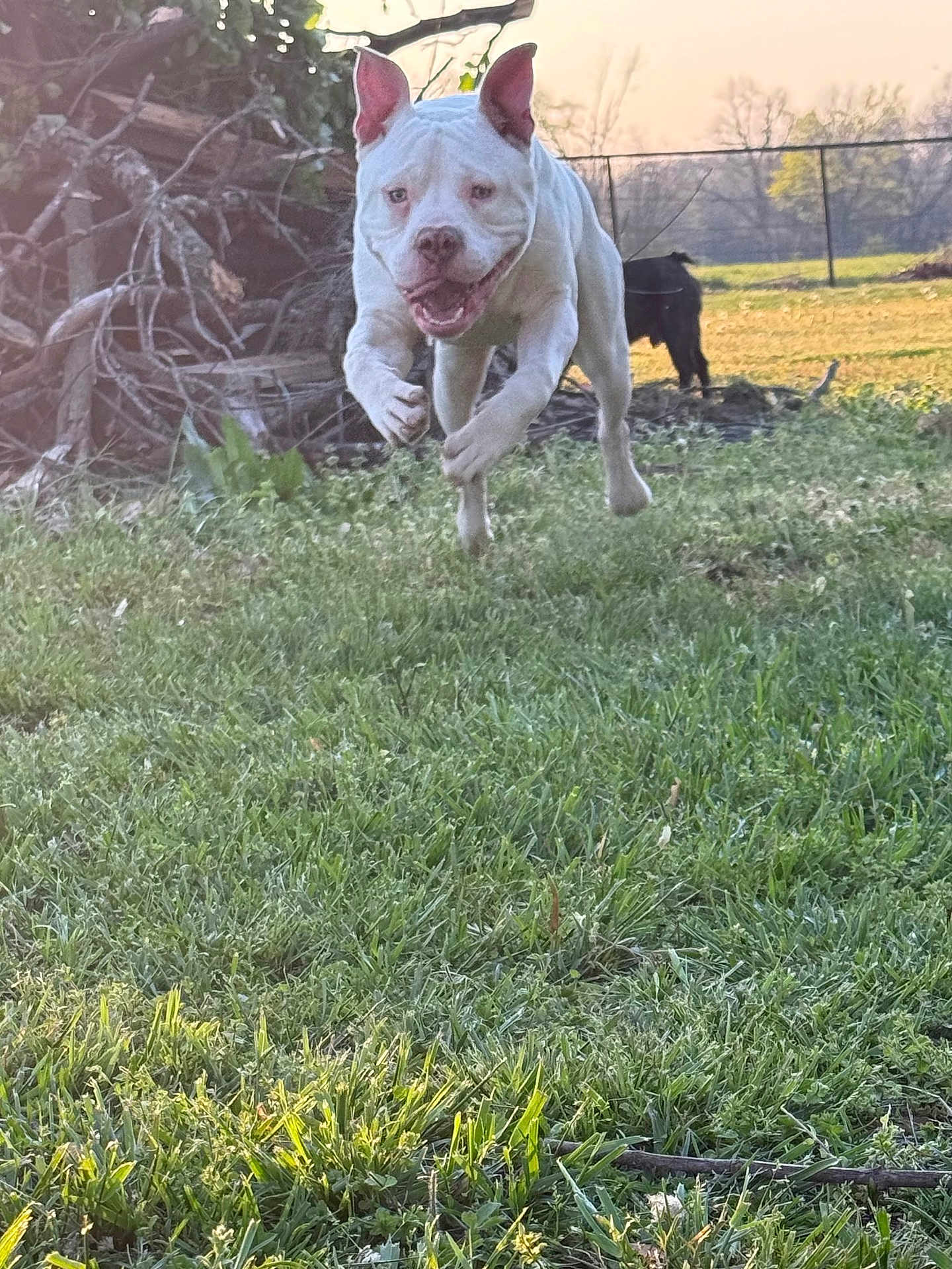 Kodak is registered to the contest to win money with this photo: dog, white_dog, running, jumping, grass, yard, outdoor, sunlight, fence, tree, branches, pet, animal, playful, happy, canine, nature, summer, motion, field