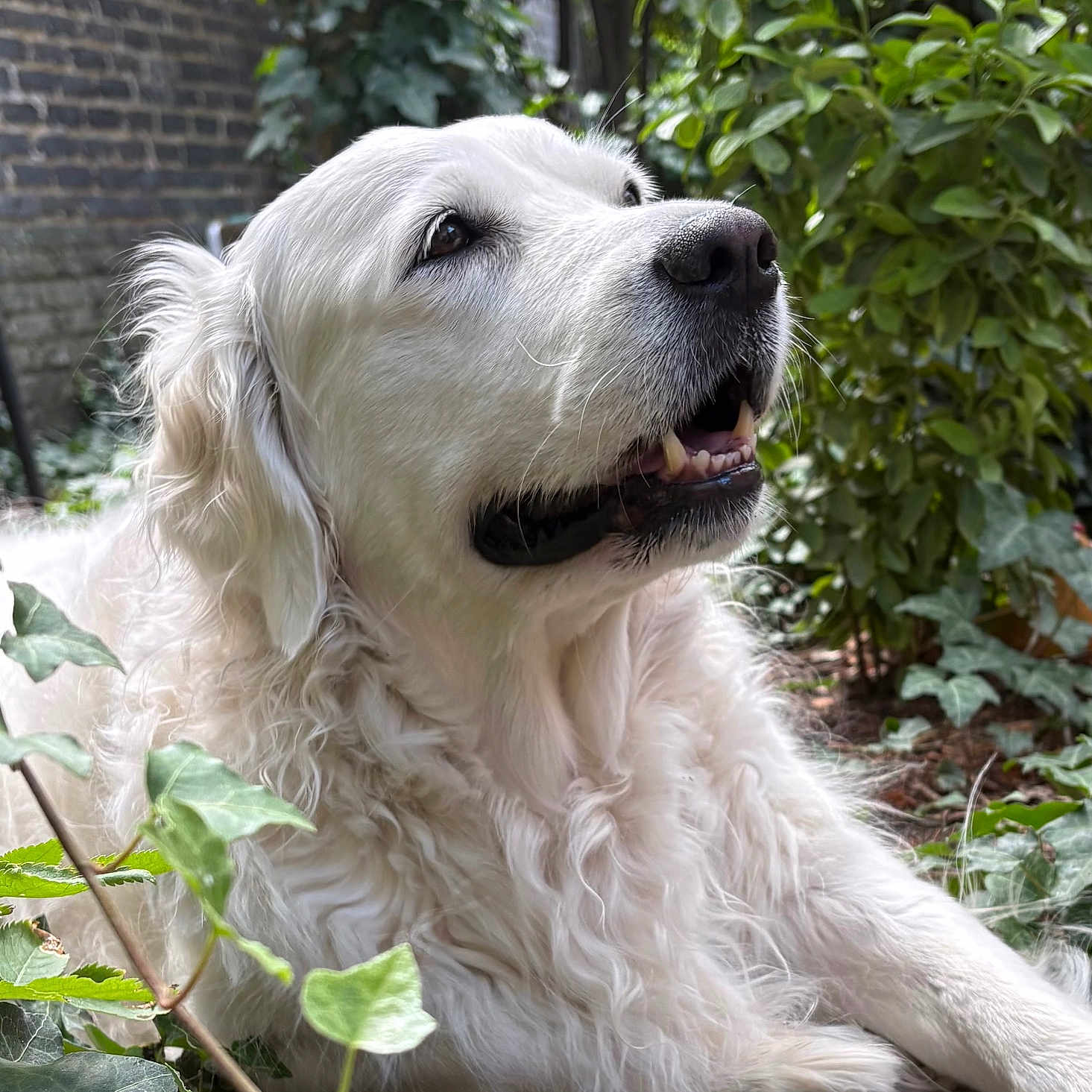 Mona Lisa a rejoint le concours — aidez-le/la à gagner de superbes lots ! dog, golden_retriever, animal, pet, outdoor, garden, greenery, leaves, fur, canine, nature, portrait, relaxed, close_up, muzzle, snout, eyes, whiskers, daylight, flora
