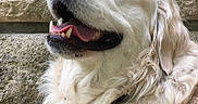 Mona Lisa participe au concours pour gagner de l'argent avec cette photo : dog, golden_retriever, close_up, profile, smiling, panting, fluffy_fur, white_fur, outdoor, stone_wall, pet, canine, happy, animal, muzzle, nose, tongue, ears, fur_texture, portrait