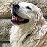 dog, golden_retriever, close_up, profile, smiling, panting, fluffy_fur, white_fur, outdoor, stone_wall, pet, canine, happy, animal, muzzle, nose, tongue, ears, fur_texture, portrait