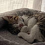 Anaë participe au concours pour gagner de l'argent avec cette photo : animal, cat, cozy, curtain, cute, domestic, feline, fluffy_bed, fur, indoor, nap, paw, peaceful, pet, relaxing, resting, sleeping, soft, tabby, whiskers
