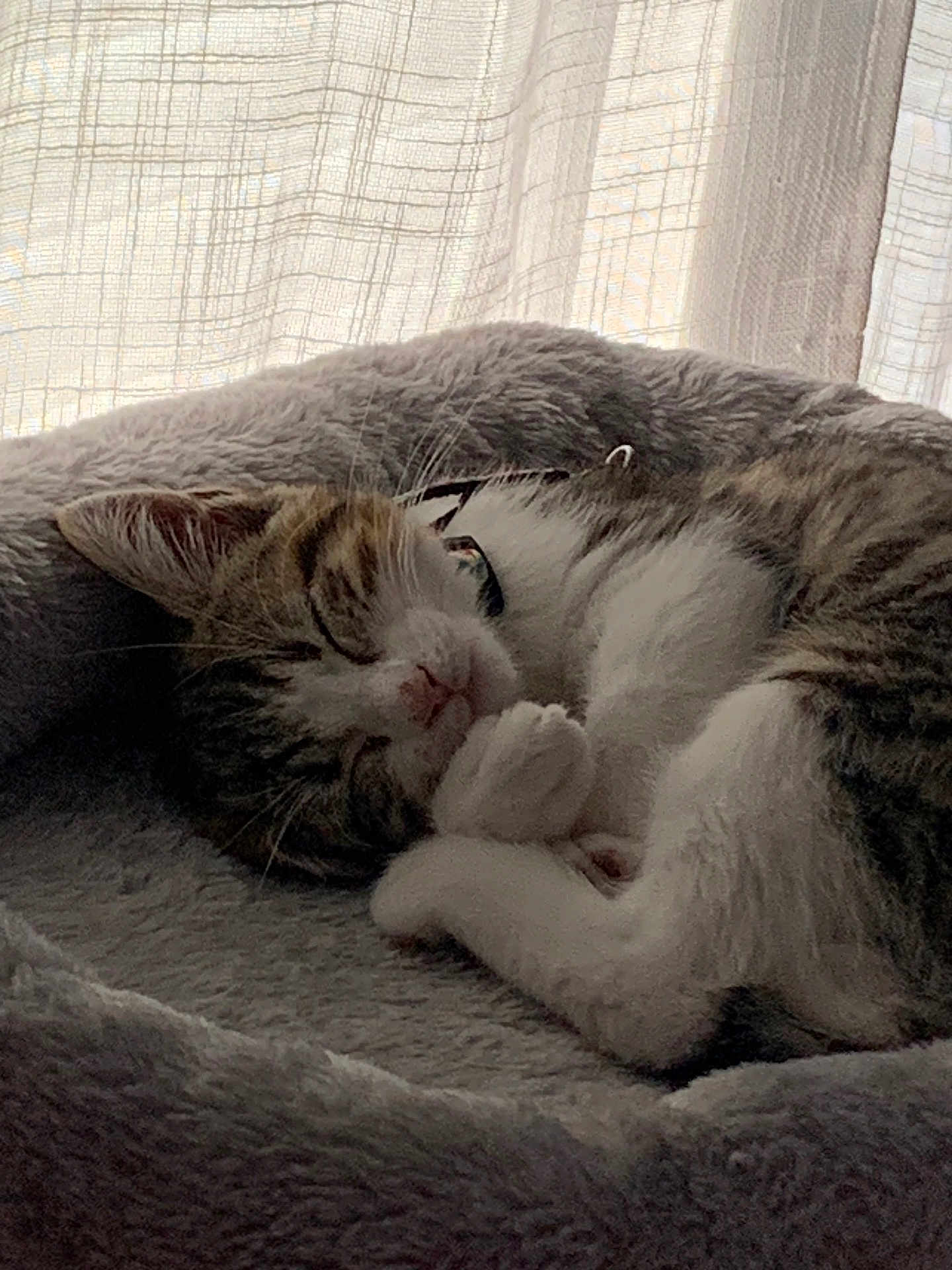 Anaë