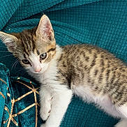 Anaë participe au concours pour gagner de l'argent avec cette photo : animal, cat, close_up, cozy, cute, ears, eyes, fur, indoor, kitten, pet, resting, soft_light, striped, tabby, teal_blanket, texture, whiskers, white_paws, young