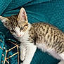 animal, cat, close_up, cozy, cute, ears, eyes, fur, indoor, kitten, pet, resting, soft_light, striped, tabby, teal_blanket, texture, whiskers, white_paws, young