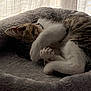 Anaë participe au concours pour gagner de l'argent avec cette photo : animal, bed, cat, comfort, cozy, curled_up, cute, fluffy, fur, indoor, napping, paw, pet, quiet, relaxation, resting, sleeping, soft, tabby, whiskers