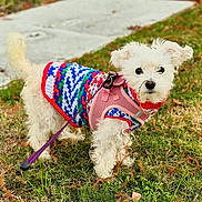 Duchess joined the competition — help win amazing prizes! dog, white_dog, small_dog, fluffy, knitted_sweater, colorful_sweater, pink_harness, leash, grass, sidewalk, outdoor, pet, cute, curious, animal, walk, nature, playful, fall_leaves, closeup