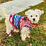 dog, white_dog, small_dog, fluffy, knitted_sweater, colorful_sweater, pink_harness, leash, grass, sidewalk, outdoor, pet, cute, curious, animal, walk, nature, playful, fall_leaves, closeup