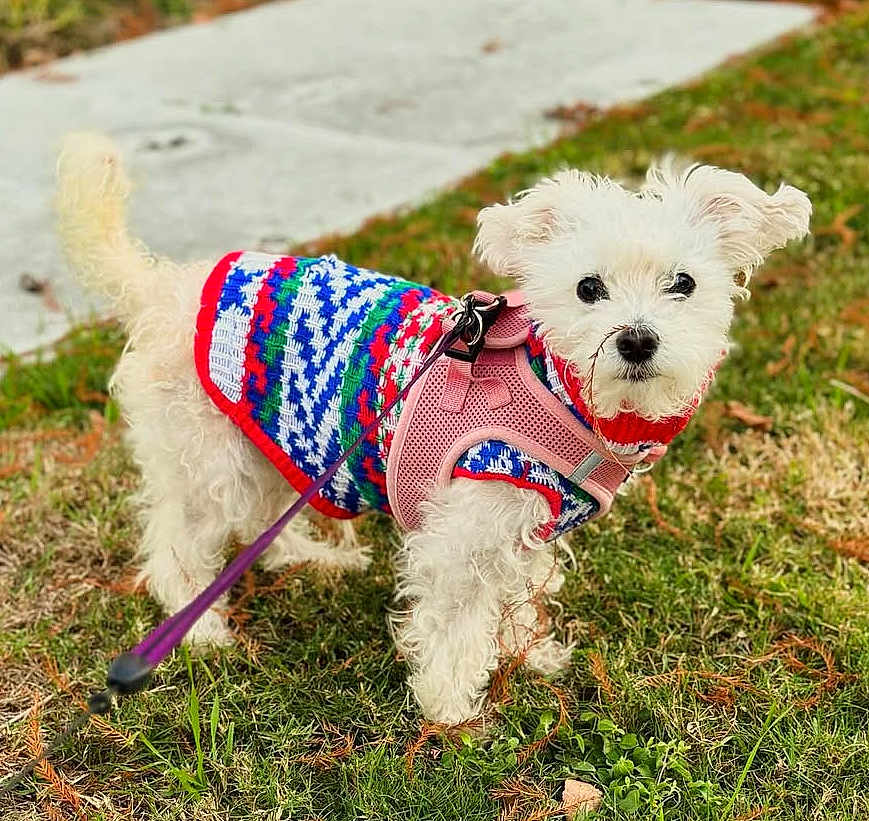 Duchess joined the competition — help win amazing prizes! dog, white_dog, small_dog, fluffy, knitted_sweater, colorful_sweater, pink_harness, leash, grass, sidewalk, outdoor, pet, cute, curious, animal, walk, nature, playful, fall_leaves, closeup