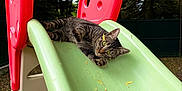 Stella Et Chichi a rejoint le concours — aidez-le/la à gagner de superbes lots ! cat, tabby_cat, slide, playground, outdoor, green_slide, red_handles, leaves, trees, nature, fence, daylight, animal, relaxing, curious, pet, grass, woodchips, garden, playset