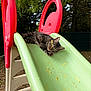 cat, tabby_cat, slide, playground, outdoor, green_slide, red_handles, leaves, trees, nature, fence, daylight, animal, relaxing, curious, pet, grass, woodchips, garden, playset