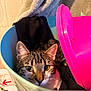 Stella Et Chichi participe au concours pour gagner de l'argent avec cette photo : cat, tabby, container, pink_object, fabric, towel, indoor, pet, animal, curious, close_up, feline, ears, whiskers, eyes, cozy, resting, soft_lighting, domestic, cute