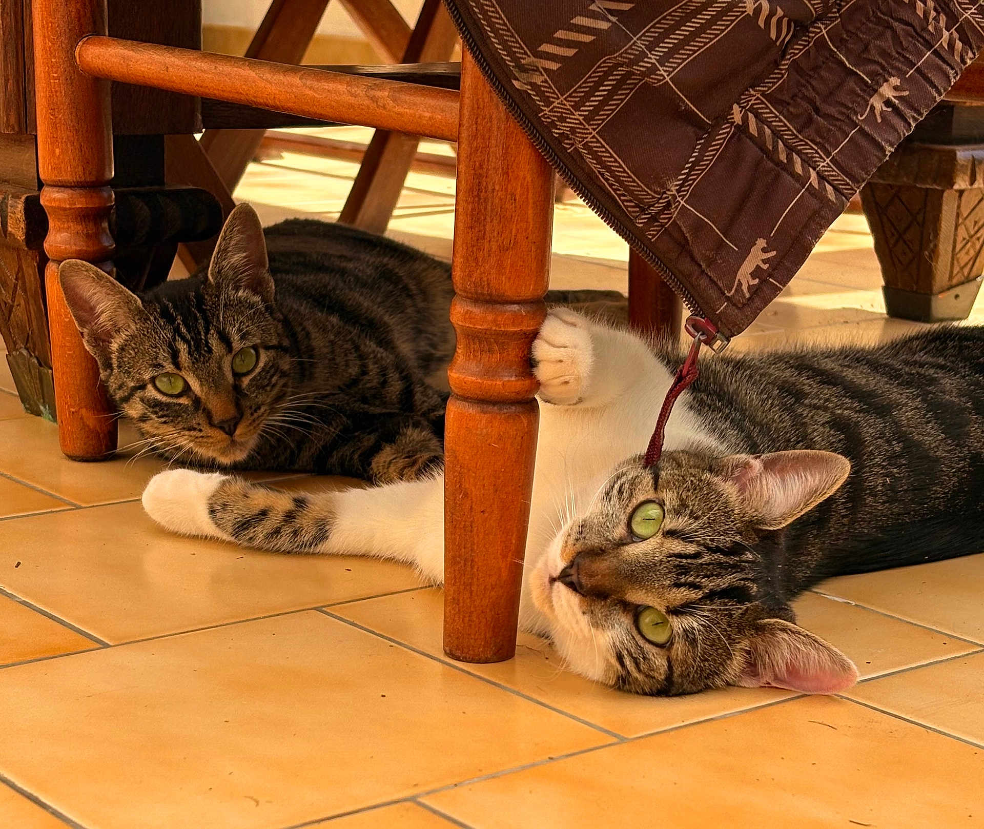 Stella Et Chichi participe au concours pour gagner de l'argent avec cette photo : tabby_cat, cat, pets, animal, indoor, wooden_chair, floor_tiles, playful, relaxed, paw, legs, curious, fur, green_eyes, resting, natural_light, household, domestic, two_cats, companions