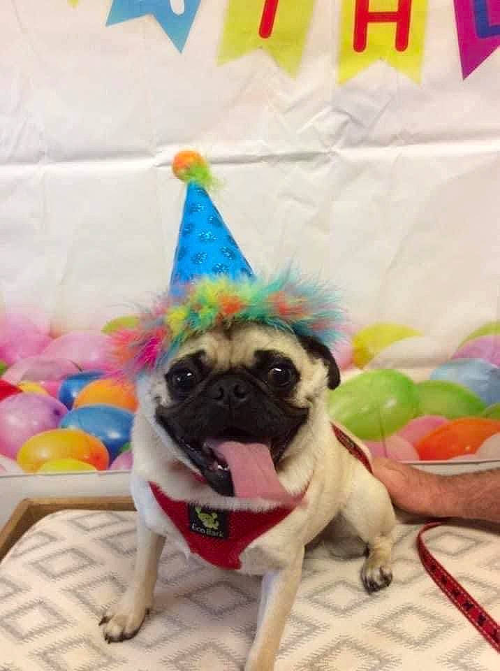 Cooper is registered to the contest to win money with this photo: canidae, carnivore, collar, companion_dog, dog, dog_breed, dog_clothes, dog_supply, fawn, linens, party_hat, pink, plant, pug, puppy, snout, sporting_group, toy_dog, working_animal, wrinkle