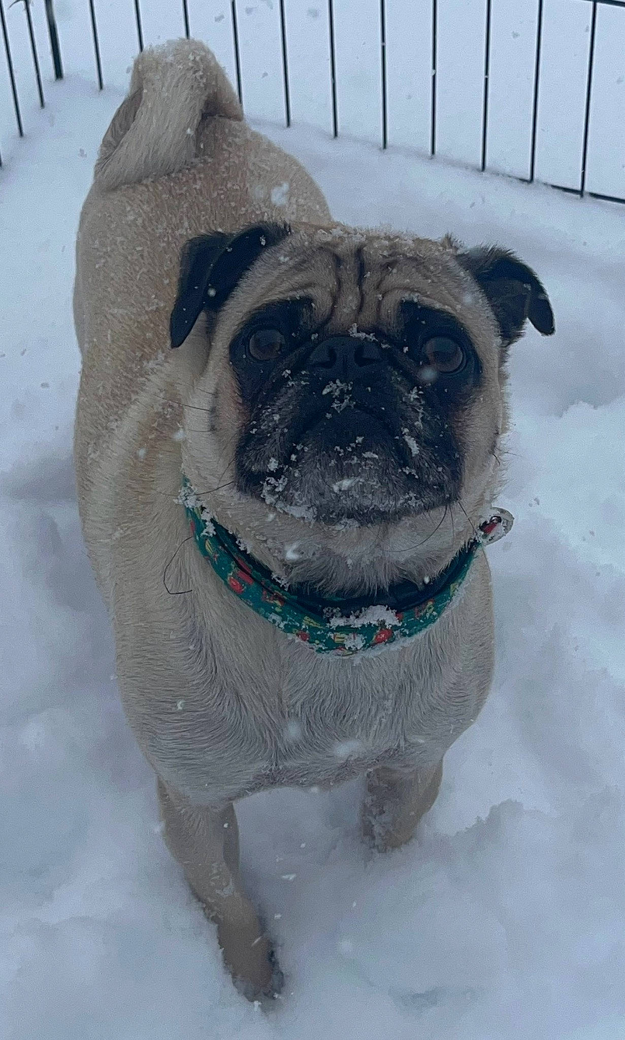 Cooper is registered to the contest to win money with this photo: canidae, carnivore, collar, companion_dog, dog, dog_breed, dog_collar, fawn, fence, freezing, fur, pet_supply, pug, snout, snow, sporting_group, toy_dog, whiskers, winter, working_animal