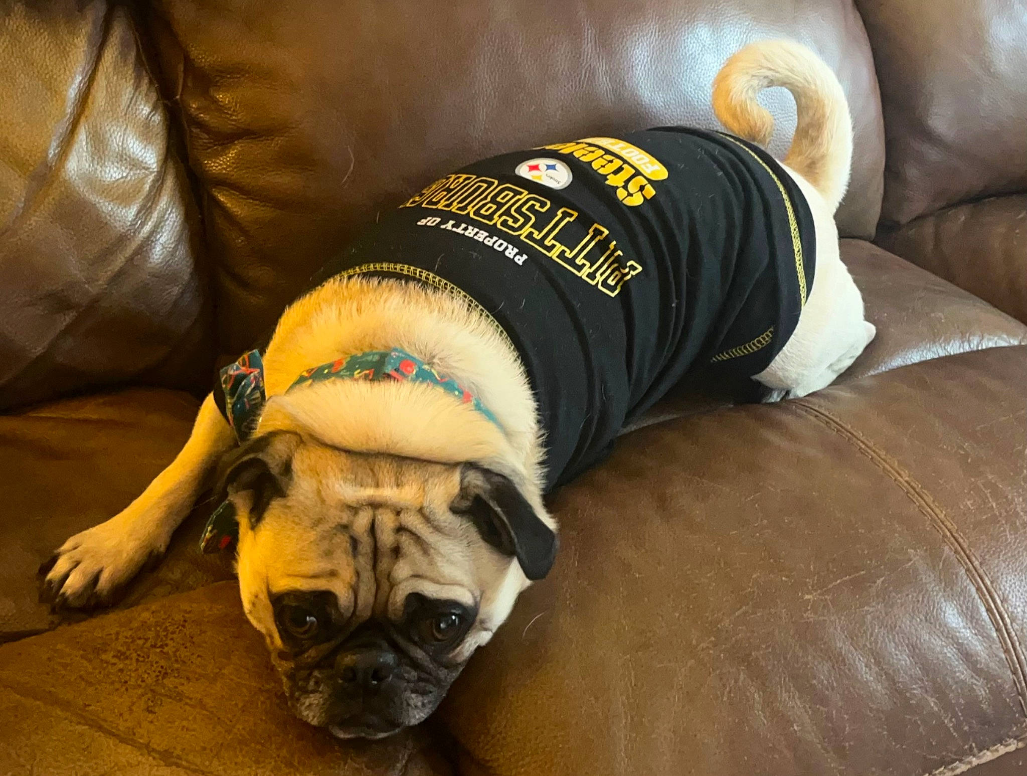 Cooper is registered to the contest to win money with this photo: carnivore, comfort, companion_dog, couch, dog, dog_breed, elbow, fawn, flooring, foot, human_leg, knee, pug, sleeve, snout, sportswear, thigh, wood, working_animal, wrinkle