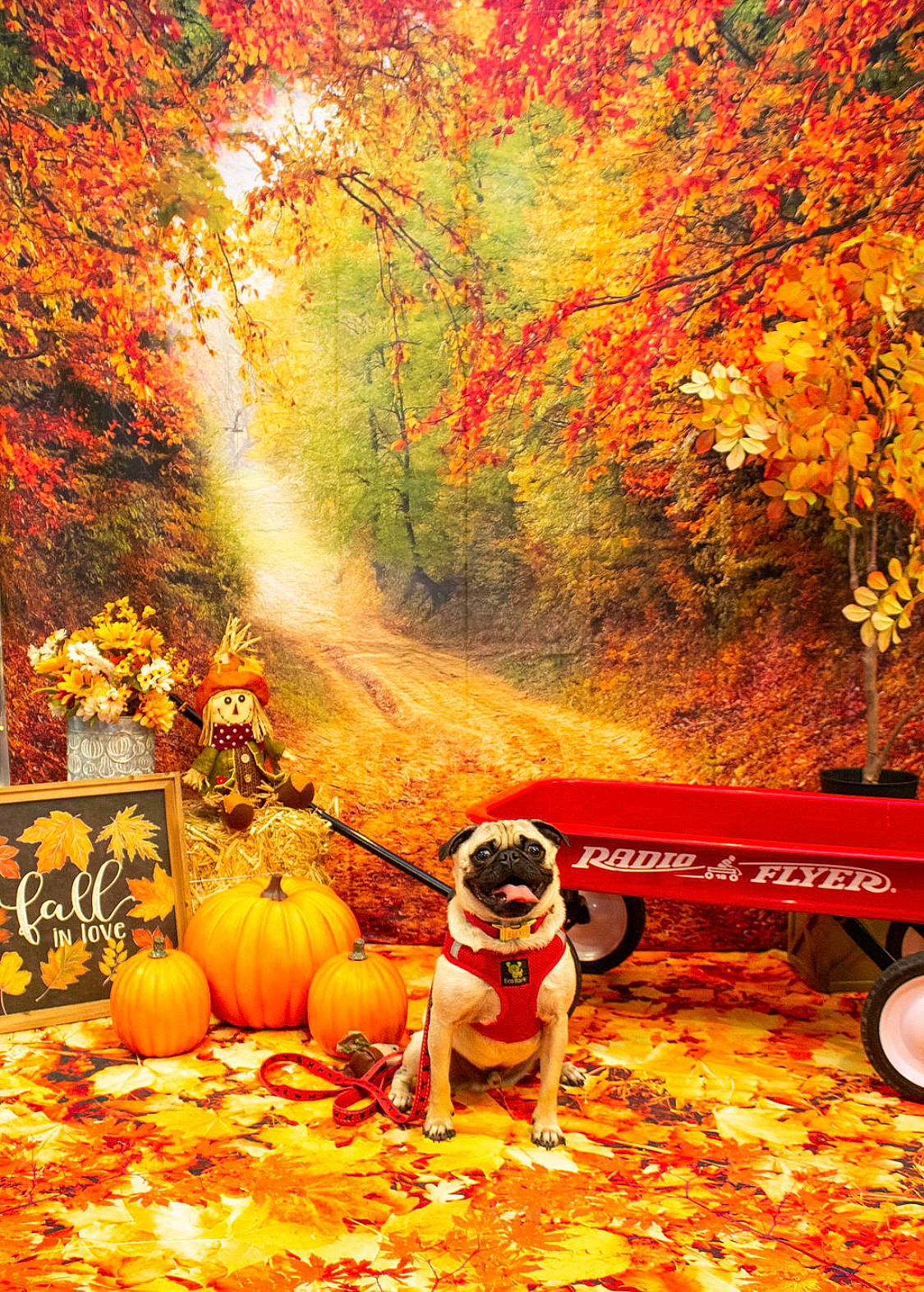 Cooper is registered to the contest to win money with this photo: art, calabaza, carnivore, dog, dog_breed, grass, landscape, leaf, mammal, morning, natural_landscape, nature, orange, painting, people_in_nature, plant, pumpkin, tints_and_shades, tree, vertebrate