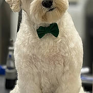 Tadeh Ghazarian joined the competition — help win amazing prizes! dog, white_dog, bow_tie, pet, fluffy, curly_fur, cute, sitting, indoors, portrait, animal, companion, friendly, domestic_animal, fur, small_dog, adorable, head_tilt, black_nose, leash