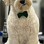 dog, white_dog, bow_tie, pet, fluffy, curly_fur, cute, sitting, indoors, portrait, animal, companion, friendly, domestic_animal, fur, small_dog, adorable, head_tilt, black_nose, leash