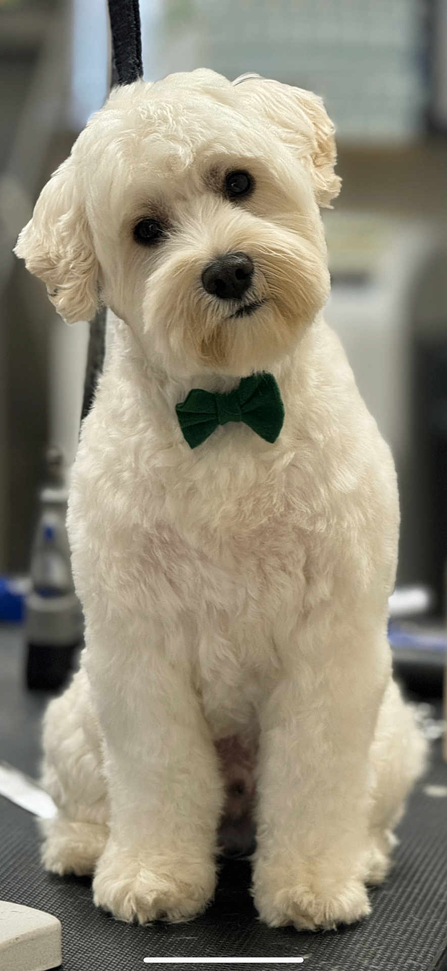 Tadeh Ghazarian joined the competition — help win amazing prizes! dog, white_dog, bow_tie, pet, fluffy, curly_fur, cute, sitting, indoors, portrait, animal, companion, friendly, domestic_animal, fur, small_dog, adorable, head_tilt, black_nose, leash