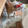 Chip is registered to the contest to win money with this photo: dog, french_bulldog, toy, plush_toy, chicken_toy, indoor, rug, wooden_table, pet, playful, brown_dog, floor, carpet, animal, cute, domestic_animal, furniture, home_interior, small_dog, canine