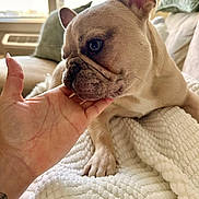 Chip joined the competition — help win amazing prizes! dog, french_bulldog, pet, animal, hand, blanket, indoor, cozy, resting, close_up, fur, paw, couch, window, natural_light, human_interaction, cute, companion, comfort, home