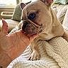 dog, french_bulldog, pet, animal, hand, blanket, indoor, cozy, resting, close_up, fur, paw, couch, window, natural_light, human_interaction, cute, companion, comfort, home