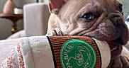 Chip is registered to the contest to win money with this photo: animal, close_up, coffee_cup, couch, cute, decor, dog, ear, french_bulldog, furniture, indoor, living_room, paw, pet, playful, plush_toy, puppy, relaxed, texture, toy