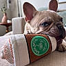 dog, puppy, french_bulldog, toy, plush_toy, coffee_cup, indoor, couch, furniture, pet, playful, close_up, animal, cute, relaxed, living_room, decor, ear, paw, texture