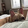 Chip is registered to the contest to win money with this photo: dog, french_bulldog, peeking, couch, indoor, living_room, window, blinds, ears, pet, animal, cozy, fur, cute, resting, home, soft_light, curiosity, closeup, relaxing