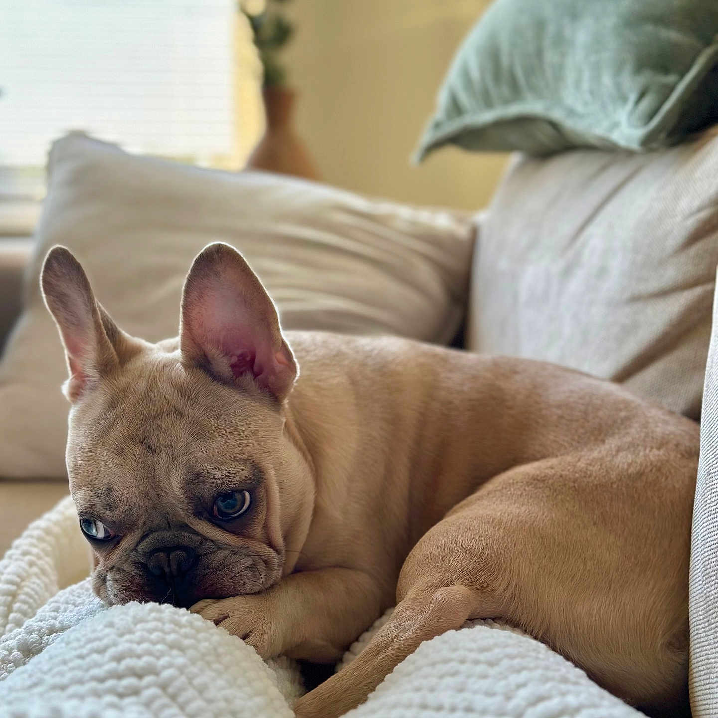 Chip is registered to the contest to win money with this photo: french_bulldog, puppy, dog, blanket, couch, indoor, pet, resting, cozy, knitted_blanket, brown_dog, close_up, fur, ears, cute, home, soft_light, pillow, relaxing, animal