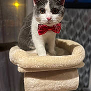 Simba participe au concours pour gagner de l'argent avec cette photo : cat, gray_cat, white_cat, bow_tie, pet, feline, whiskers, ears, eyes, pink_nose, sitting, cat_tree, scratching_post, pet_bed, indoor, portrait, closeup, red_accessory, furry, adorable