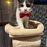 cat, gray_cat, white_cat, bow_tie, pet, feline, whiskers, ears, eyes, pink_nose, sitting, cat_tree, scratching_post, pet_bed, indoor, portrait, closeup, red_accessory, furry, adorable