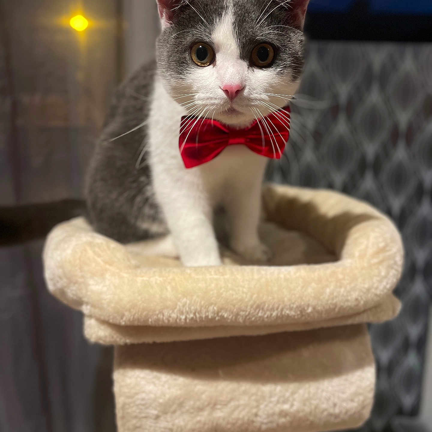 Simba participe au concours pour gagner de l'argent avec cette photo : cat, gray_cat, white_cat, bow_tie, pet, feline, whiskers, ears, eyes, pink_nose, sitting, cat_tree, scratching_post, pet_bed, indoor, portrait, closeup, red_accessory, furry, adorable