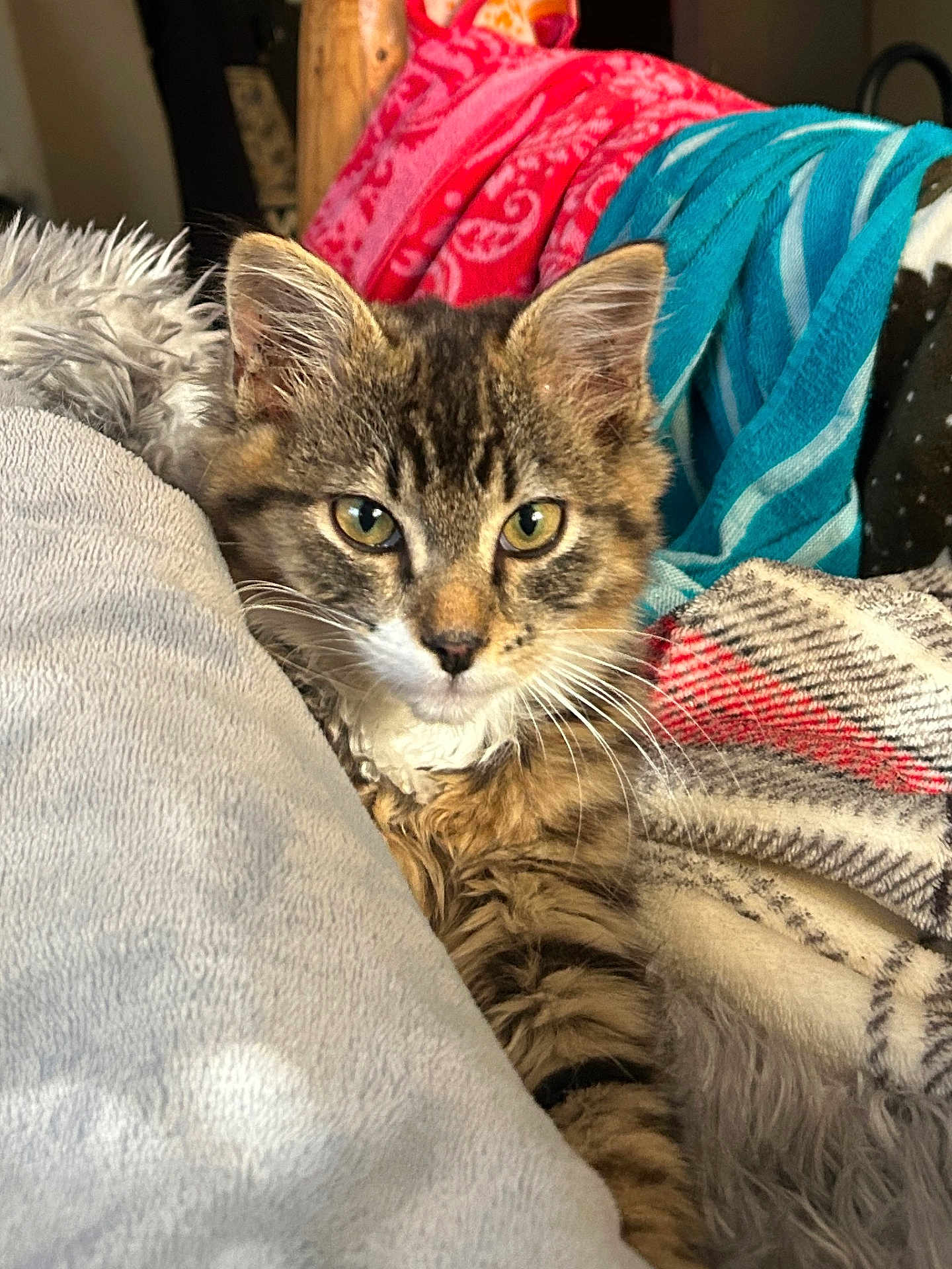 Cheese is registered to the contest to win money with this photo: cat, kitten, tabby, fur, eyes, blanket, towel, cozy, indoor, pet, animal, resting, fur_pattern, whiskers, cute, soft_texture, closeup, comfort, relaxing, domestic