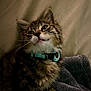 kitten, cat, pet, furry, collar, turquoise, closeup, indoor, blanket, soft, cute, young, whiskers, ears, fur, face, animal, resting, cozy, domestic