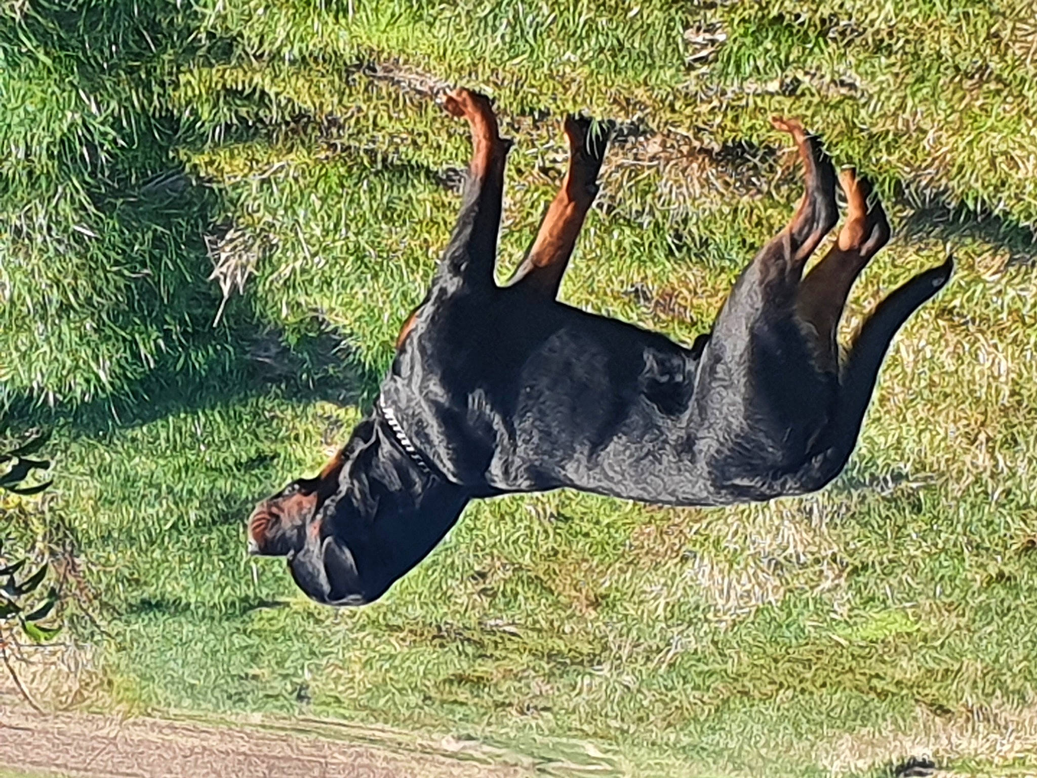 Rafale a rejoint le concours — aidez-le/la à gagner de superbes lots ! bat, beak, bovine, canidae, carnivore, dog, dog_breed, grass, grassland, guard_dog, pasture, plant, snout, sporting_group, tail, terrestrial_animal, tree, trunk, window, working_animal