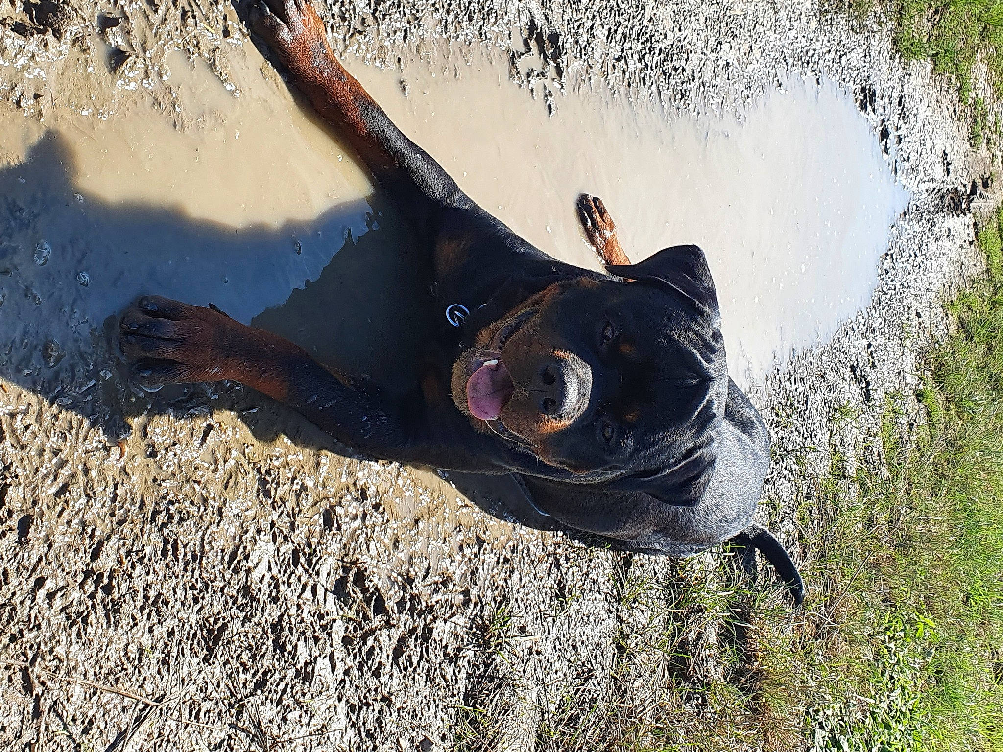 Rafale a rejoint le concours — aidez-le/la à gagner de superbes lots ! eye, eyewear, foot, glasses, goggles, grass, head, human_body, human_leg, landscape, leg, leisure, people_in_nature, personal_protective_equipment, snout, soil, sunglasses, tree, trunk, wood