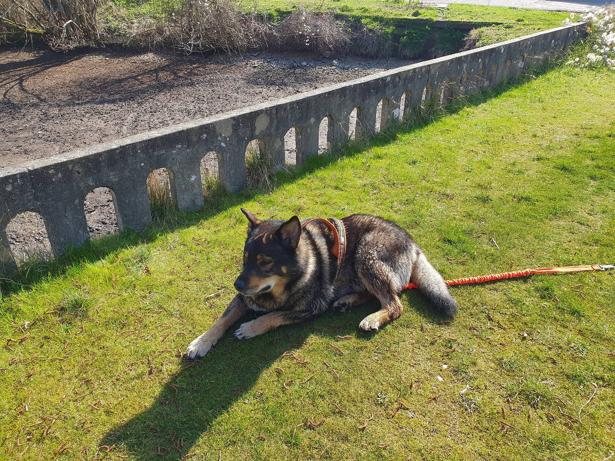 Saphir participe au concours pour gagner de l'argent avec cette photo : canidae, carnivore, collar, dog, dog_breed, fashion_accessory, fence, grass, grassland, herding_dog, king_shepherd, leash, old_german_shepherd_dog, pet_supply, plant, recreation, slope, sporting_group, tail, working_animal