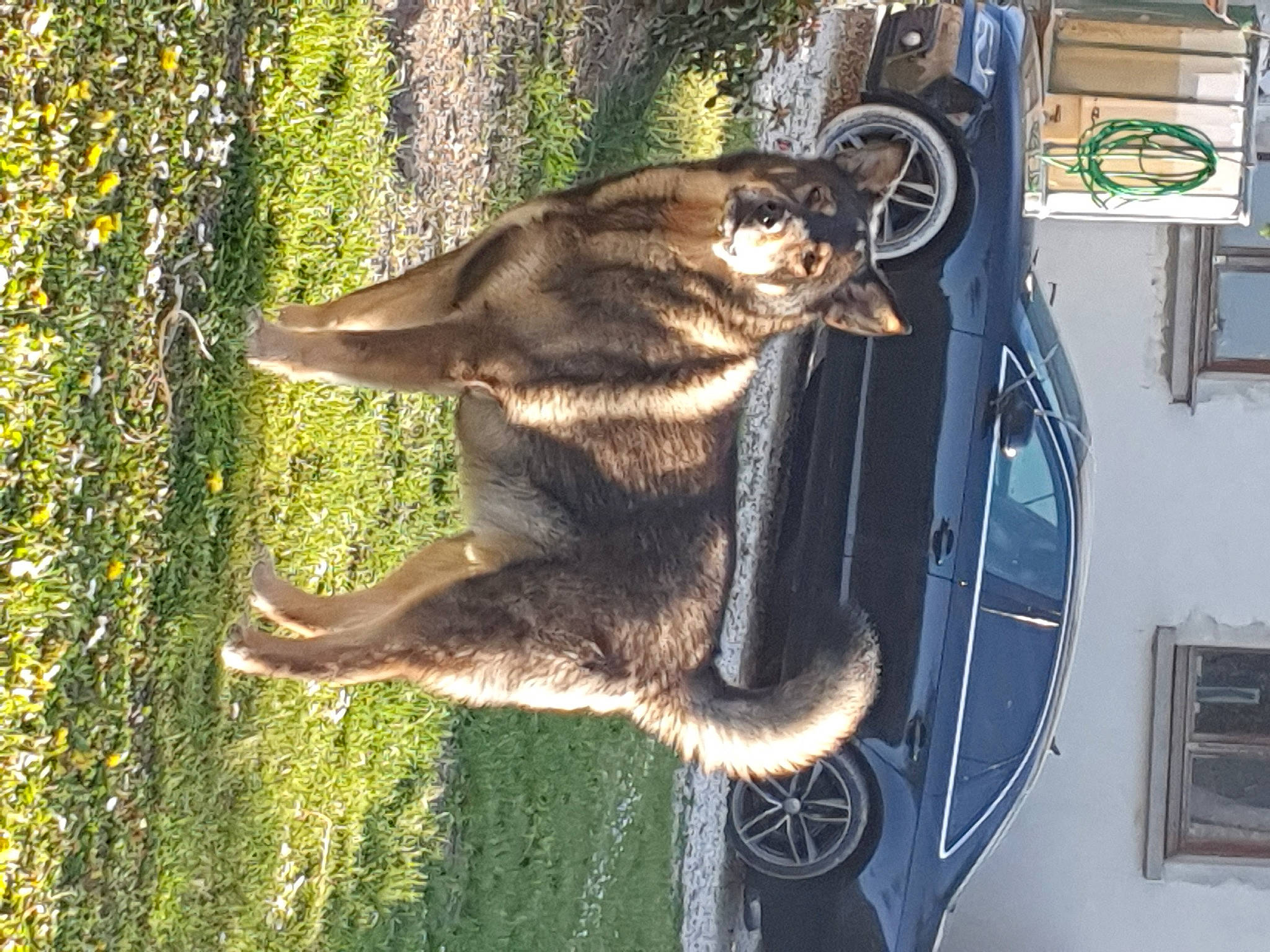 Saphir a rejoint le concours — aidez-le/la à gagner de superbes lots ! carnivore, dog_breed, domestic_short_haired_cat, fawn, felidae, fur, fur_clothing, grass, plant, small_to_medium_sized_cats, snout, tail, terrestrial_animal, tree, trunk, vehicle, whiskers, wildlife, window, wood