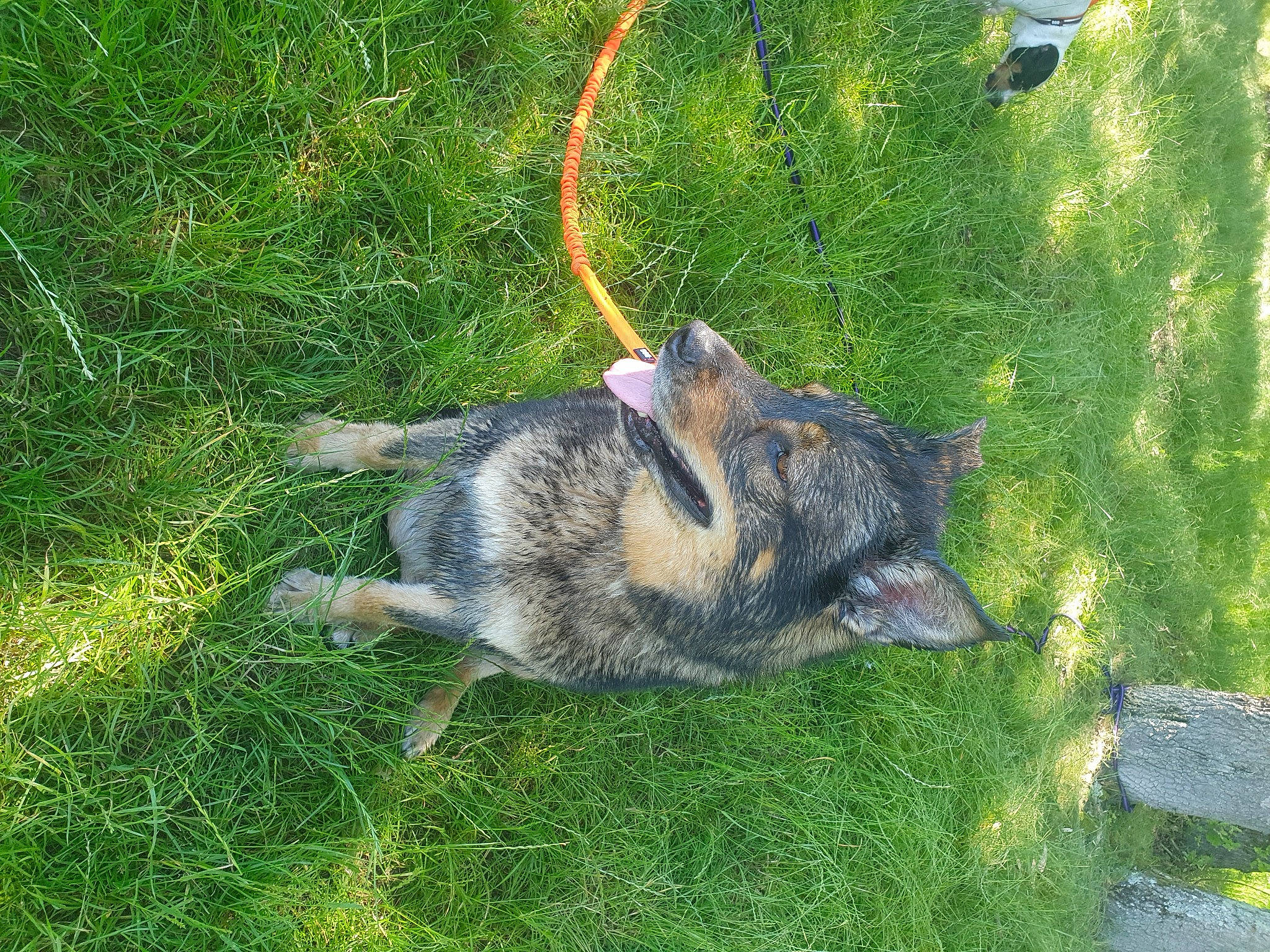 Saphir participe au concours pour gagner de l'argent avec cette photo : art, australian_cattle_dog, canidae, canis, carnivore, dog, dog_breed, fawn, fur, grass, grass_family, grassland, groundcover, king_shepherd, lawn, plant, sporting_group, tail, terrestrial_animal, working_dog