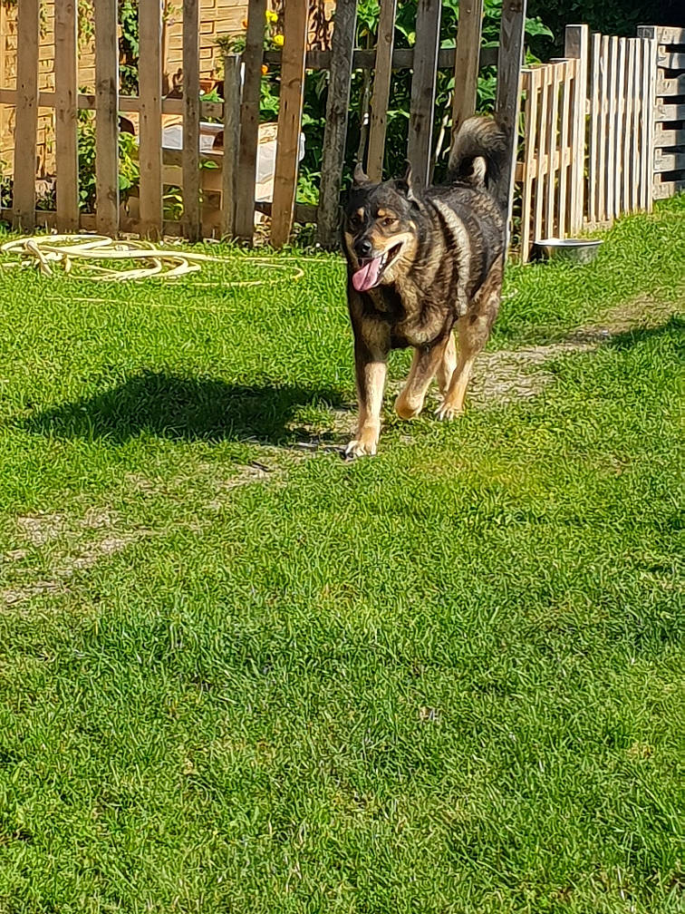 Saphir participe au concours pour gagner de l'argent avec cette photo : carnivore, companion_dog, dog, dog_breed, fawn, fence, garden, grass, grass_family, grassland, groundcover, guard_dog, herding_dog, home_fencing, lawn, picket_fence, tail, terrestrial_animal, working_dog, yard