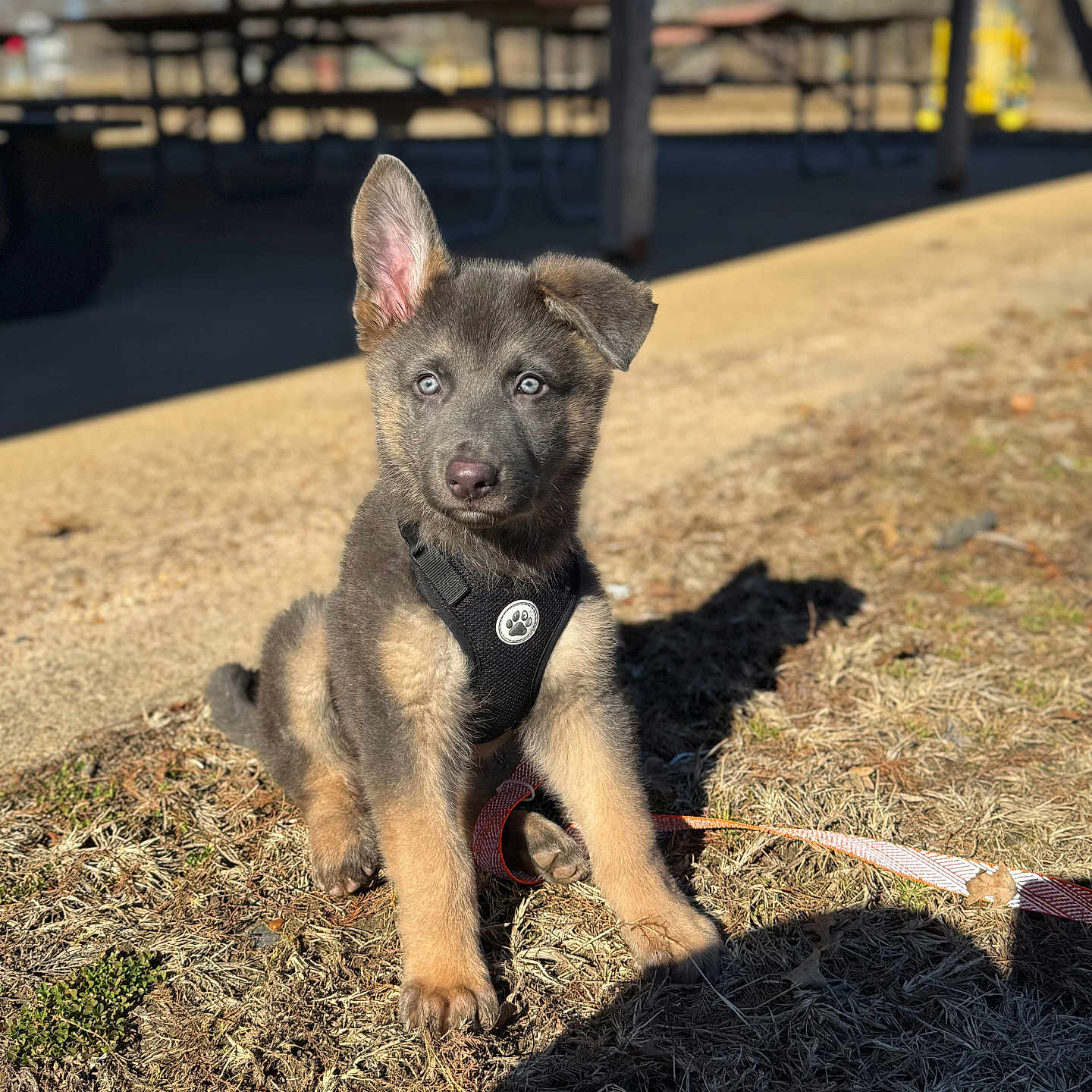 Zade is registered to the contest to win money with this photo: accessories, animal, canine, countryside, dog, fox, germanshepherd, grass, husky, kitfox, nature, path, pet, plant, policedog, puppy, slate, strap, terrier, walkway