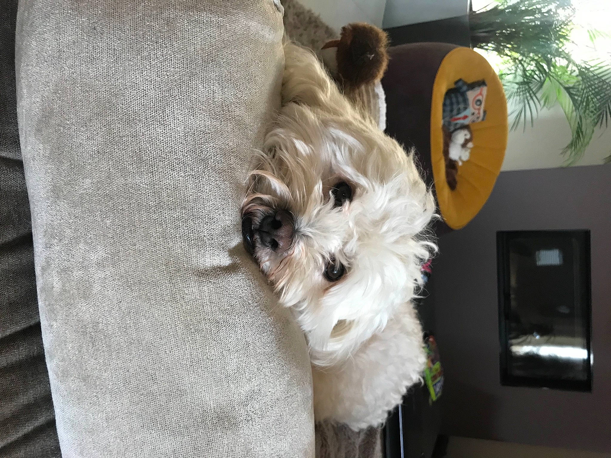 Lemon a rejoint le concours — aidez-le/la à gagner de superbes lots ! bichon, canidae, carnivore, companion_dog, dog, dog_breed, dog_clothes, dog_supply, fur, home_appliance, kitchen_appliance, linens, plant, poodle_crossbreed, small_terrier, sporting_group, television, terrier, toy_dog, working_animal