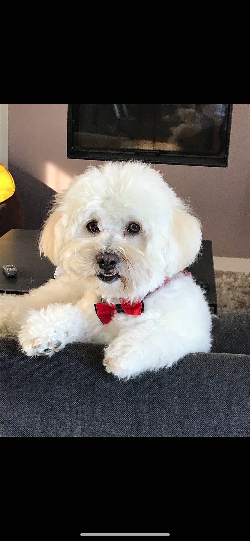 Lemon a rejoint le concours — aidez-le/la à gagner de superbes lots ! canidae, carnivore, companion_dog, dog, dog_breed, fur, labradoodle, maltepoo, picture_frame, poodle, poodle_crossbreed, shih_poo, small_terrier, snout, sporting_group, television, terrier, toy_dog, water_dog, working_animal